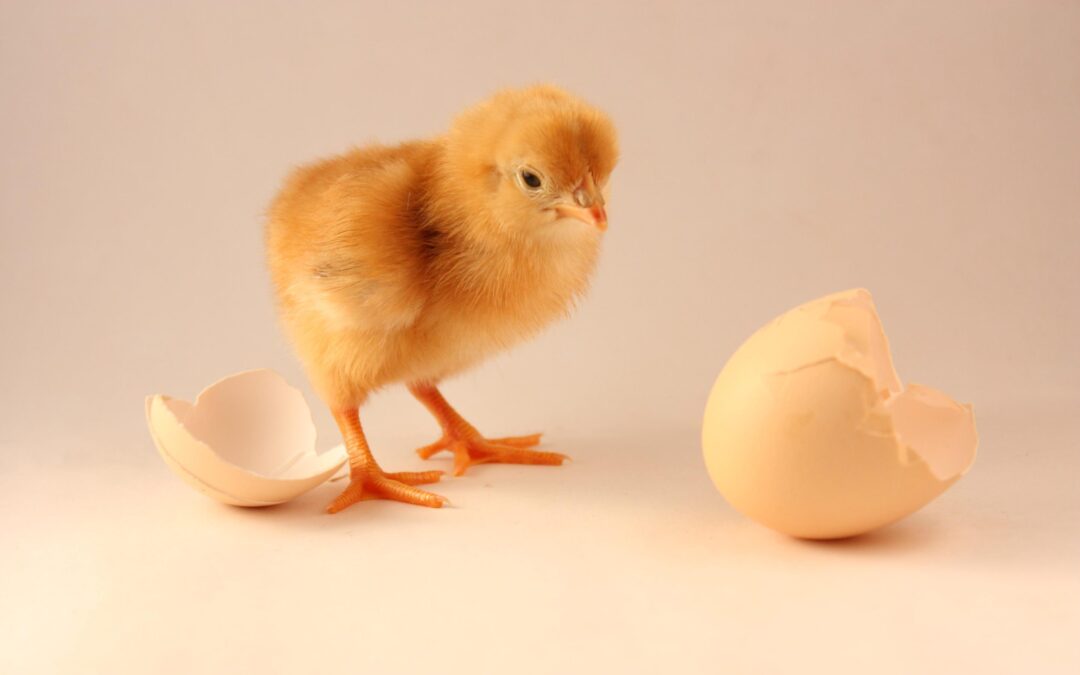 The Chicken and Egg of Innovation Facilitation