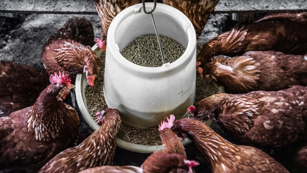 Photo by <a href="https://unsplash.com/@golfarisa?utm_content=creditCopyText&utm_medium=referral&utm_source=unsplash">Arisa Chattasa</a> on <a href="https://unsplash.com/photos/flock-of-hen-mJ7ghTbKXYo?utm_content=creditCopyText&utm_medium=referral&utm_source=unsplash">Unsplash</a>